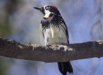 Acorn woodpecker jigsaw puzzle