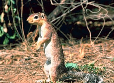 Afrikanisches Grundeichhörnchen