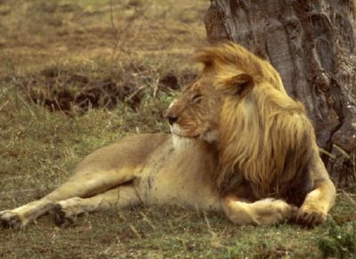 פאזל של אריה אפריקאי