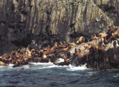 Aiugunak Pinnacles Steller lions de mer