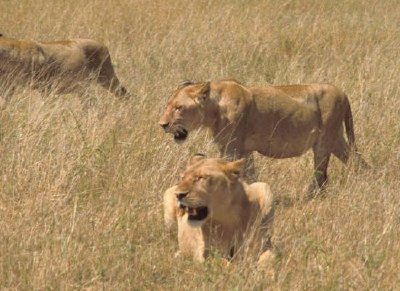 Leones africanos