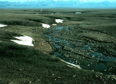 1002 Área: Porcupine Caribou Herd