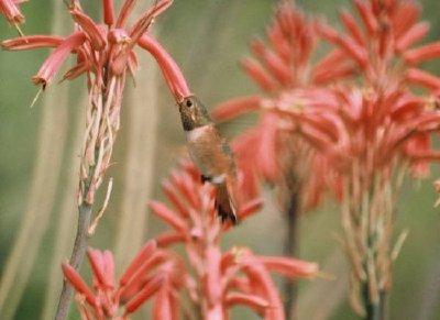 Allens Hummingbird 