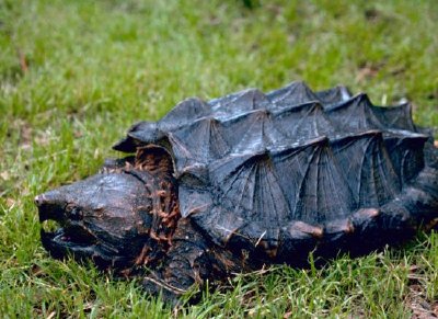 Alligator snappande sköldpadda