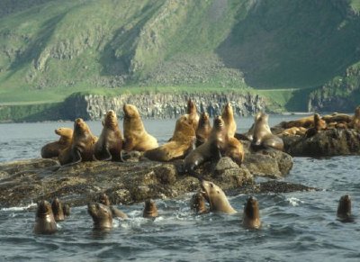 Amak Island, Stellers Seelöwe ziehen aus