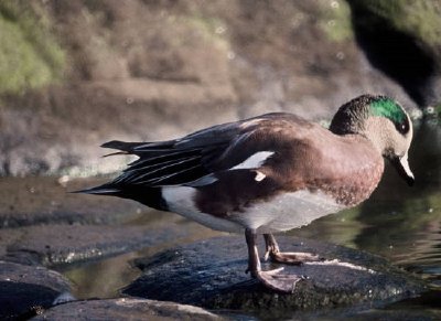 Canard d'Amérique