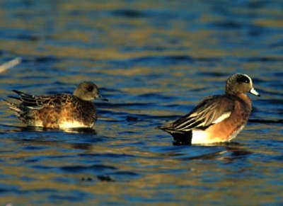 Amerikanisches Wigeon-Paar