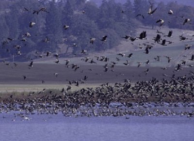 Refúgio Nacional da Vida Selvagem de Ankeny, Oregon