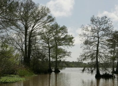 Bald cypress and open water jigsaw puzzle