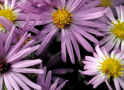 Aromatic Aster jigsaw puzzle