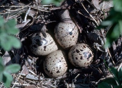 Nid de bécasseau Bairds avec oeufs