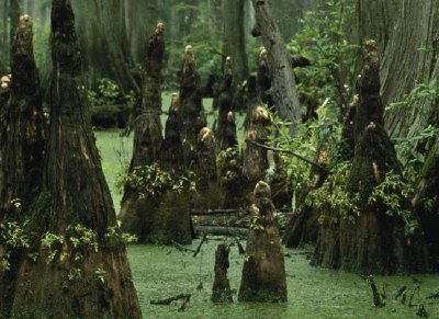 Rodillas de ciprés calvo saliendo del agua del pantano