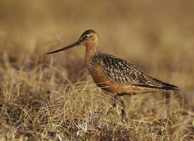 Godwit de cola de barra en la tundra