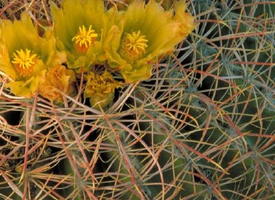 Barrel cactus