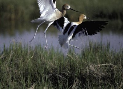 Refugio de aves migratorias Bear River