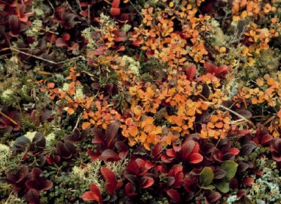 Bearberry和矮樺木