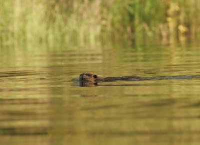 Castor en el lago Kanuti