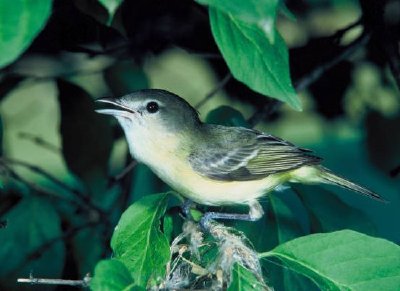 Dzwonki Vireo