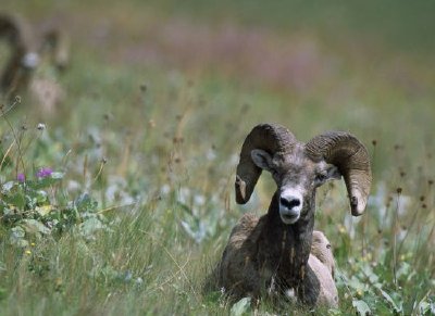 Pecora bighorn