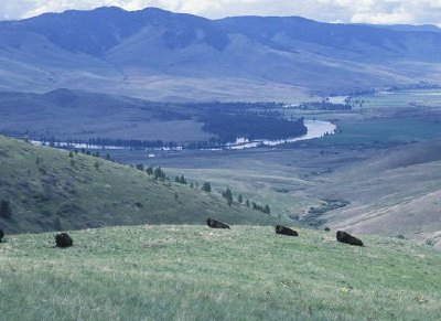 Bison in der National Bison Range