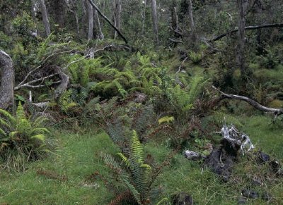 Rifugio nazionale della fauna selvatica della foresta di Hakalau