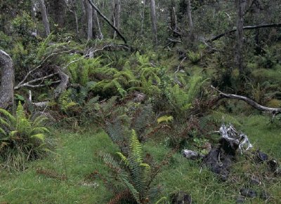 Refugio Nacional de Vida Silvestre del Bosque Hakalau