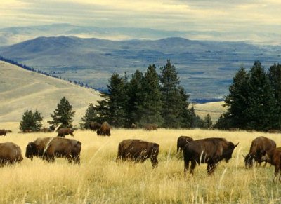 Bisonflock som betar på National Bison Range