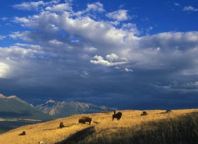 Bison sur la plage