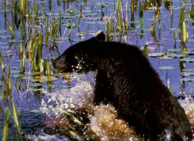 Cucciolo di orso nero