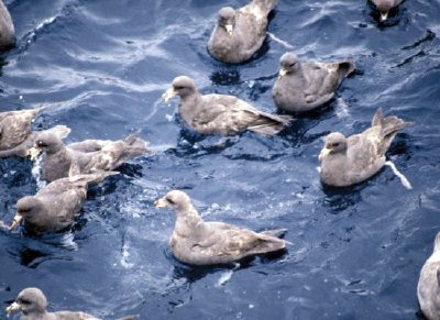 Troupeau de Fulmar du Nord, 1987