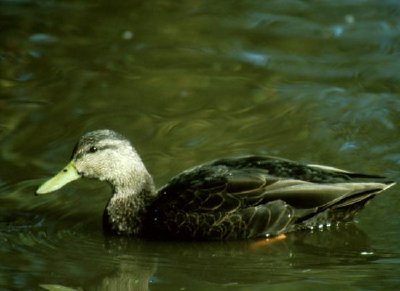 Canard noir