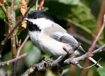 Mésange à tête noire