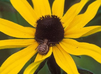 Black-eyed Susan jigsaw puzzle