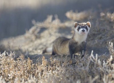 Furet à pattes noires (captif)