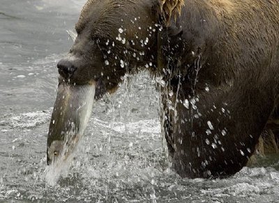 Brown bear feeding on salmon