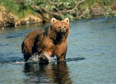 Orso bruno nel torrente