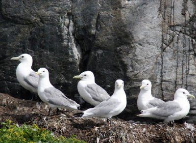 Kittiwakes de patas negras