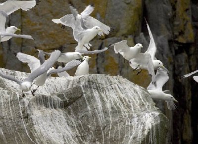 Black-legged kittiwakes flying near cliff