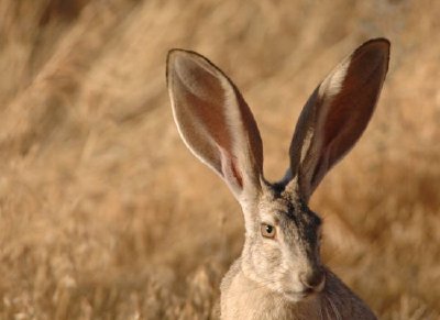 Jackrabbit de cauda negra