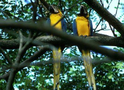 藍色和黃色的金剛鸚鵡