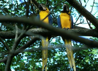 Blue and yellow macaws