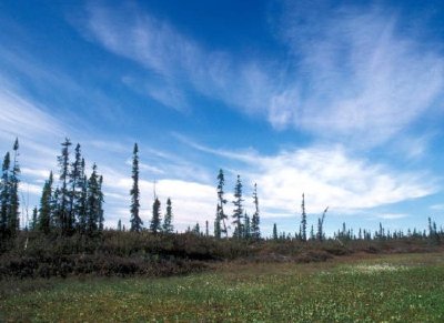 Bog and Sporadic Spruce