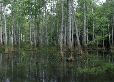 Bond Swamp National Wildlife Refuge, Géorgie