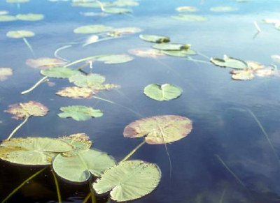 Водни лилии