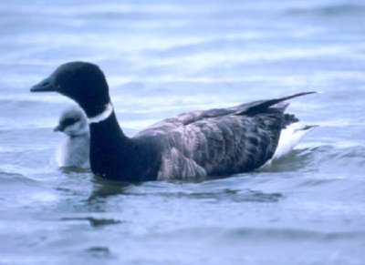 Brant with young