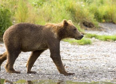 Filhote de urso marrom