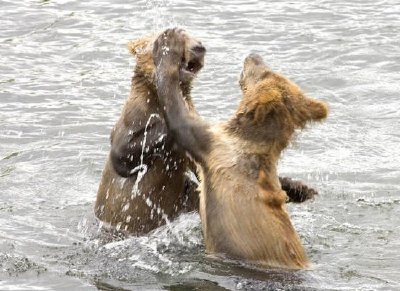 Cuccioli di orso bruno che giocano in acqua
