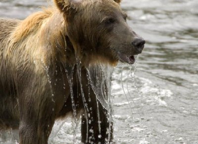 Brown bear emerging from water