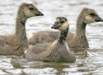 Kacklande kanadagåsungar