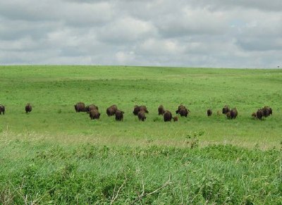 Bison grazing beneath cloudy sky